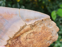 Charger l'image dans la galerie, Otodus megalodon 14.1cm / 5.55 inches