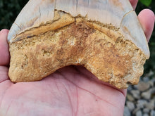 Charger l'image dans la galerie, Otodus megalodon 14.1cm / 5.55 inches