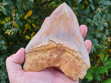 Charger l'image dans la galerie, Otodus megalodon 14.1cm / 5.55 inches