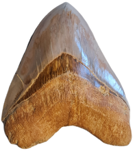 Charger l'image dans la galerie, Otodus megalodon 14.1cm / 5.55 inches