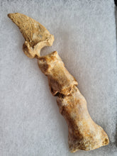 Charger l'image dans la galerie, Doigt ours de cavernes