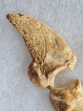 Charger l'image dans la galerie, Doigt ours de cavernes
