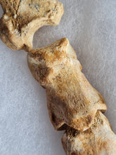 Charger l'image dans la galerie, Doigt ours de cavernes