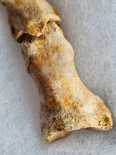 Charger l'image dans la galerie, Doigt ours de cavernes