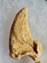 Charger l'image dans la galerie, Doigt ours de cavernes