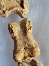 Charger l'image dans la galerie, Doigt ours de cavernes