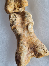 Charger l'image dans la galerie, Doigt ours de cavernes