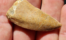 Charger l'image dans la galerie, dent de Carcharodontosaurus 2
