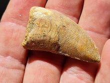 Charger l'image dans la galerie, dent de Carcharodontosaurus 2