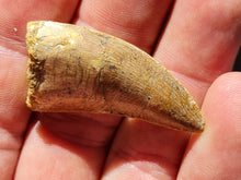 Charger l'image dans la galerie, dent de Carcharodontosaurus 2
