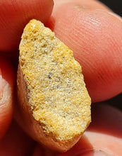 Charger l'image dans la galerie, dent de Carcharodontosaurus 2