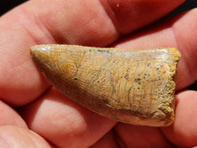 Charger l'image dans la galerie, dent de Carcharodontosaurus 2