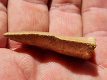 Charger l'image dans la galerie, dent de Carcharodontosaurus 2