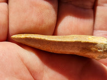 Charger l'image dans la galerie, dent de Carcharodontosaurus 2