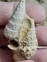 Charger l'image dans la galerie, Pseudoaluco, Rhinoclavis , Vicinocerithium