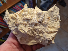 Charger l'image dans la galerie, Vicinocerithium multi 1