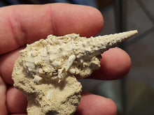 Charger l'image dans la galerie, Serratocerithium