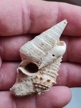 Charger l'image dans la galerie, Pseudoaluco, Rhinoclavis , Vicinocerithium