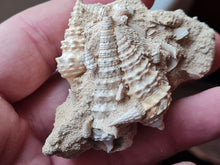 Charger l'image dans la galerie, Vicinocerithium multi 1