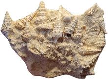 Charger l'image dans la galerie, Vicinocerithium multi 1