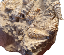 Charger l'image dans la galerie, Vicinocerithium multi 1