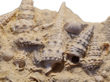 Charger l'image dans la galerie, Vicinocerithium multi 1