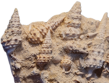 Charger l'image dans la galerie, Vicinocerithium multi 1