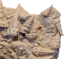 Charger l'image dans la galerie, Vicinocerithium multi 1