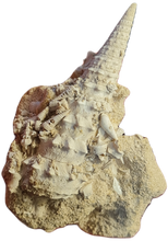 Charger l'image dans la galerie, Serratocerithium