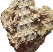 Charger l'image dans la galerie, Serratocerithium