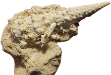 Charger l'image dans la galerie, Serratocerithium