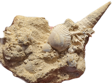 Charger l'image dans la galerie, Serratocerithium