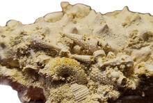 Charger l'image dans la galerie, Serratocerithium