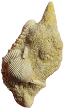 Charger l'image dans la galerie, Pseudoaluco, Rhinoclavis , Vicinocerithium