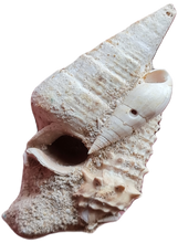 Charger l'image dans la galerie, Pseudoaluco, Rhinoclavis , Vicinocerithium