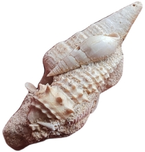 Charger l'image dans la galerie, Pseudoaluco, Rhinoclavis , Vicinocerithium