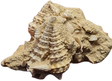 Charger l'image dans la galerie, Vicinocerithium multi 2