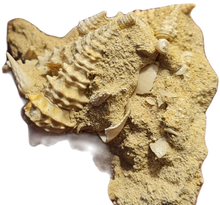 Charger l'image dans la galerie, Vicinocerithium multi 2