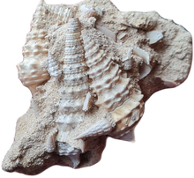 Charger l'image dans la galerie, Vicinocerithium multi 2