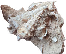 Charger l'image dans la galerie, Vicinocerithium multi 2