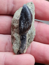 Charger l'image dans la galerie, Dent de Sauropode TOP!!!