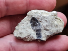 Charger l'image dans la galerie, Dent de Dinosaure Sauropode Maroc