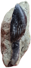 Charger l'image dans la galerie, Dent de Sauropode TOP!!!