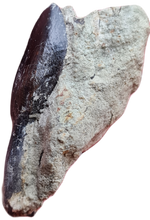 Charger l'image dans la galerie, Dent de Sauropode TOP!!!