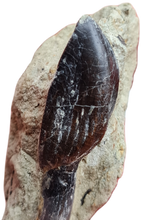 Charger l'image dans la galerie, Dent de Sauropode TOP!!!