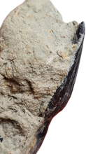 Charger l'image dans la galerie, Dent de Sauropode TOP!!!