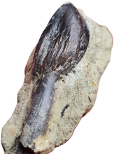 Charger l'image dans la galerie, Dent de Sauropode TOP!!!