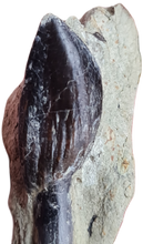 Charger l'image dans la galerie, Dent de Sauropode TOP!!!