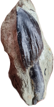 Charger l'image dans la galerie, Dent de Sauropode TOP!!!