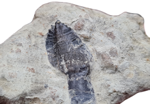 Charger l'image dans la galerie, Dent de Dinosaure Sauropode Maroc
